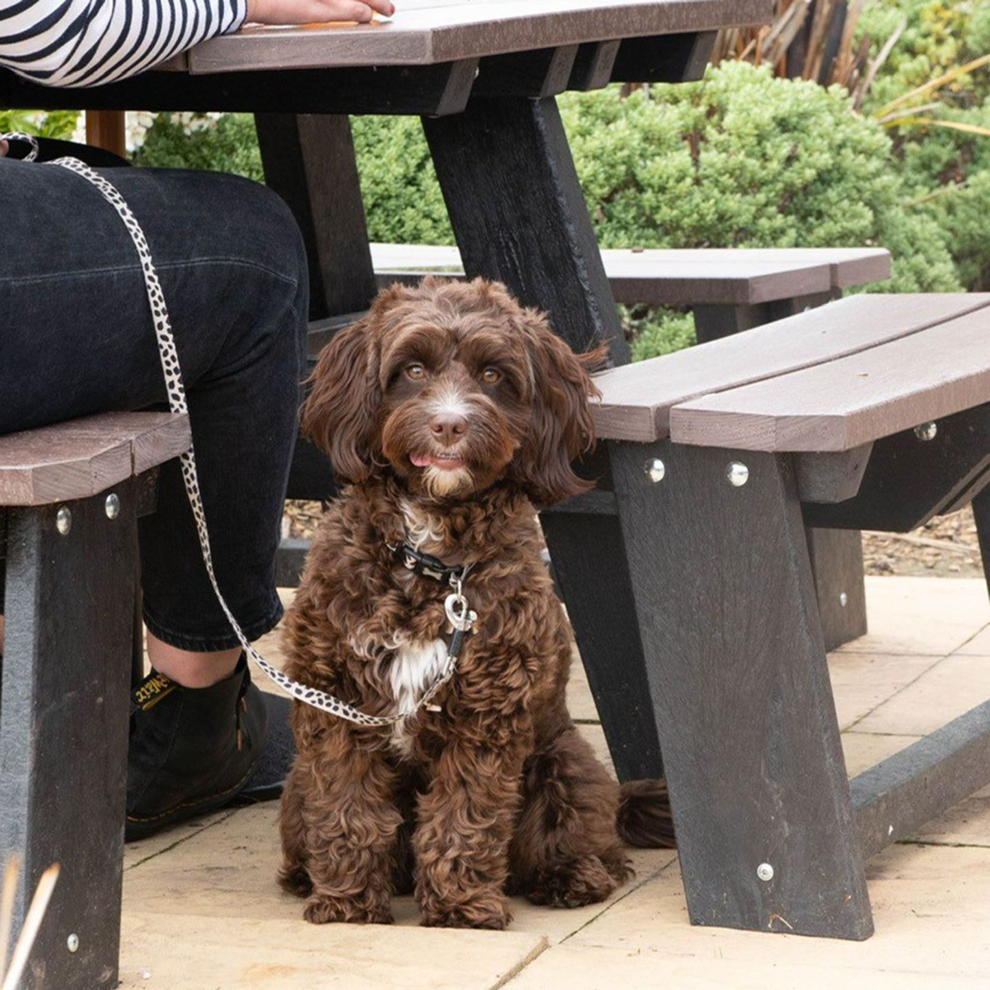 Your local dog friendly pub in Southend On Sea